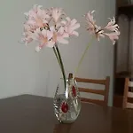 Pensjonat звёздный