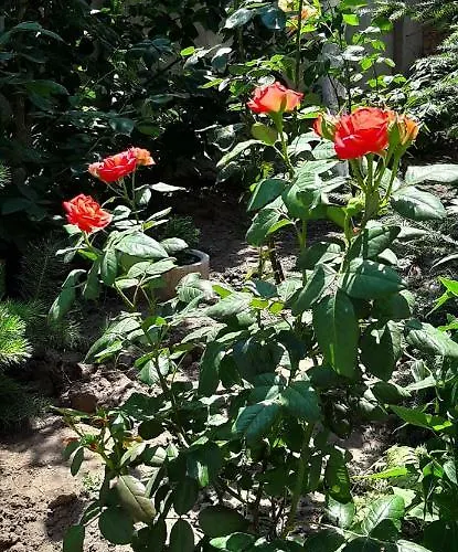 звёздный Guest house 3*