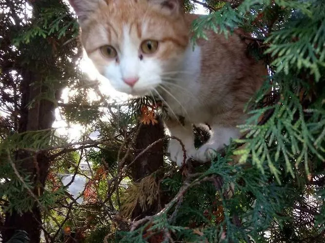 звёздный Guest house 3*