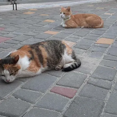 звёздный 3*