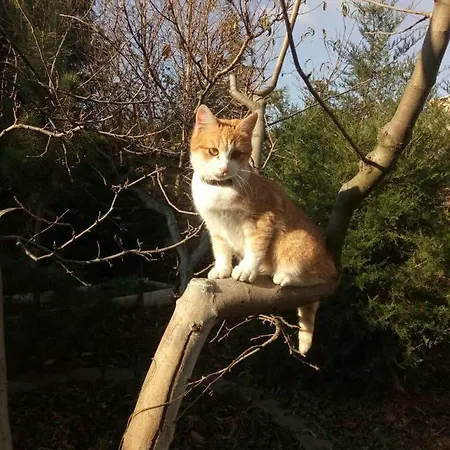 звёздный