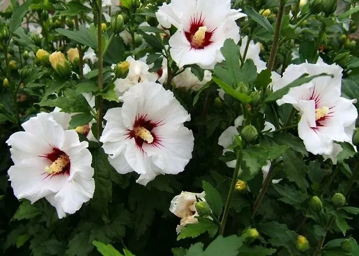 Gæstehus звёздный Odessa